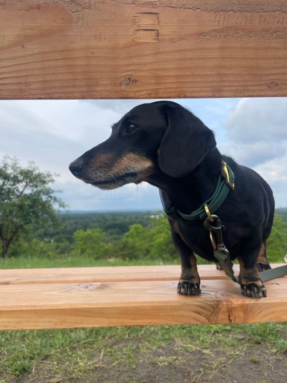 The Signature Collar — Small