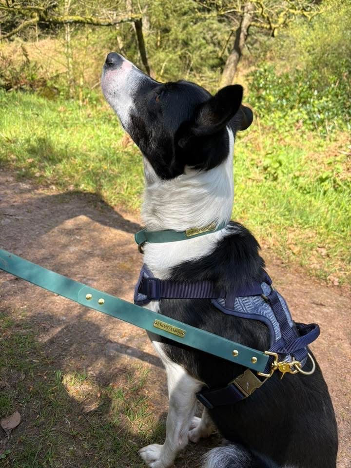 The Signature Lead + Collar Set — Large