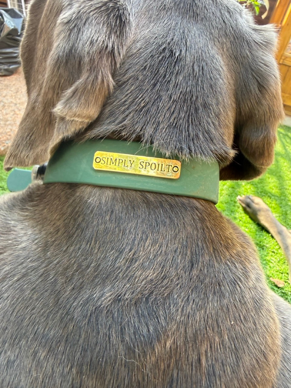 The Signature Collar — Medium
