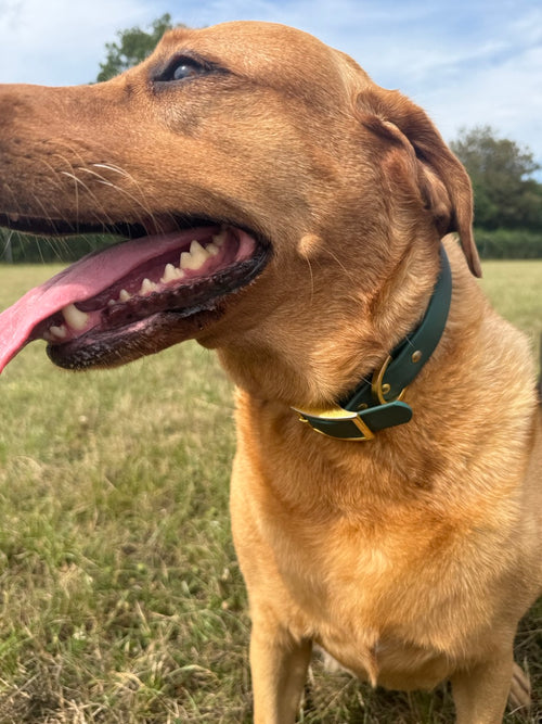 The Signature Collar — Large