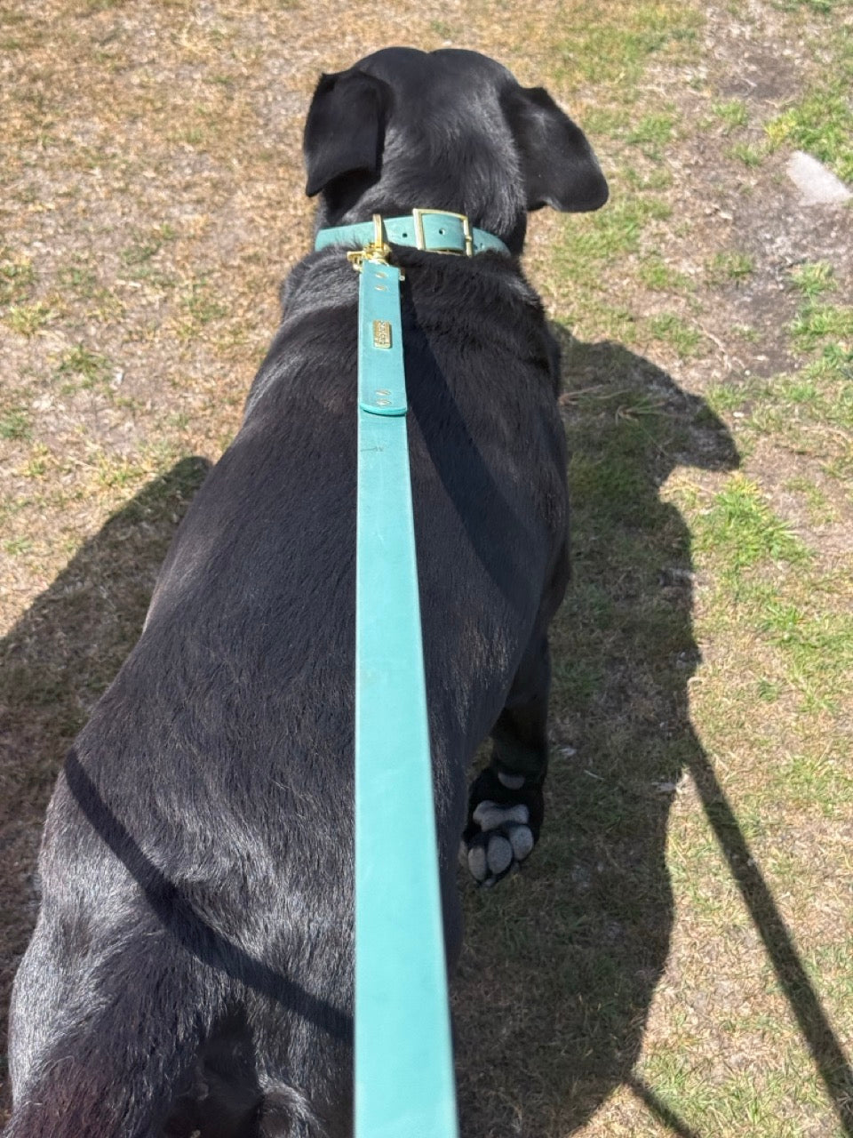 The Signature Lead + Collar Set — Medium